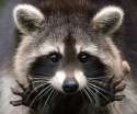 raccoon95.jpg