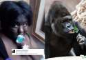 nigg shaniqua gorilla.png