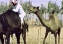 giraffe bites camel jockey.gif