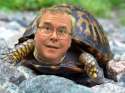 Jeb-the-Joyful-Turtle.jpg
