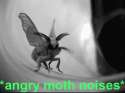 angrymoth.gif