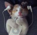 5338886413_the_cat_enjoy_the_ipod_xlarge.jpg