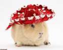 yellow-guinea-pig-wearing-a-mexican-hat-white-background.jpg