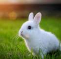 s-Cute-a-bunny.jpg