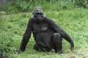 western-lowland-gorilla-female-gerry-ellis_700f3eeb5c4a1b655b3d5268c6ea903e.jpg