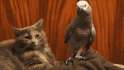 parrot tells cat wassup m8.gif