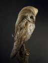 glorious haired owl.jpg