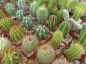 Cactus Plants.jpg