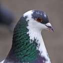 pigeon188.jpg