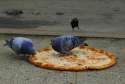 Pizza BirdTrap.jpg