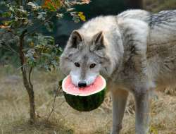 wolfermelon.jpg
