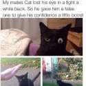 False Eye Cat.jpg