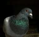 pigeon287.jpg