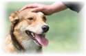 person-patting-dog-animal-rights-5325327-400-264.jpg