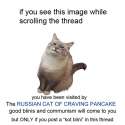 Russian+cat+of+craving+pancake_eccd7c_5779523.jpg
