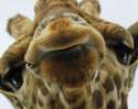Giraffe-wild-animals-2614055-1024-818.jpg