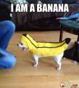 i-am-banana-funny-meme-pics1.jpg