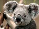 Sample Picture - Koala.jpg