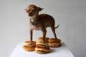 dog standing on hamburgers.jpg