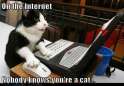on_the_internet__cat.jpg
