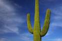 0589_Saguaro_Cactus_Nate_Zeman-L.jpg