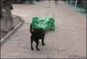 Inflatable-alligator-chases-dog.gif