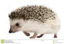 four-toed-hedgehog-atelerix-albiventris-17000543.jpg