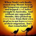 kangaroo noahs arc.jpg