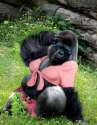 Funny Gorilla1.jpg