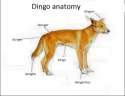 Dingo Anatomy.jpg
