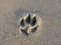 pawprint-in-the-sand-stacey-may.jpg