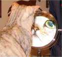face_cat_mirror.jpg