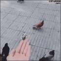 bird2.gif