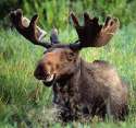 moose HURR.jpg