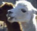 llama stare what jaw drop.gif