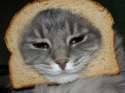 breadcat.jpg