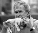 Bush Eats Kitty.jpg