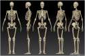 human_skeleton_study_by_meletis-d50zbp1.jpg