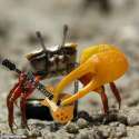 Crab-Playing-an-Electric-Guitar--86937.jpg