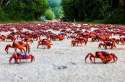 red-crab-migration-141204-crossing.jpg
