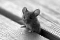cute-little-mouse.jpg
