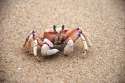 beach-crab.jpg