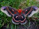 cecropia moth.jpg