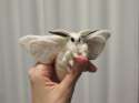 venezulian poodle moth.jpg