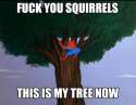 spidey-meme-squirrels.jpg