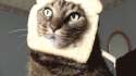 bread cat.gif