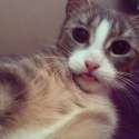 20-cats-taking-sefies-funny-cat-photos1.jpg