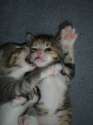 l-Cute-cat-biting-the-other-cat-on-cheeks-550x733.jpg