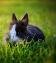 s-Black-and-white-cute-little-bunny.jpg