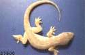 [G] animals lizard reptile science 00.gif